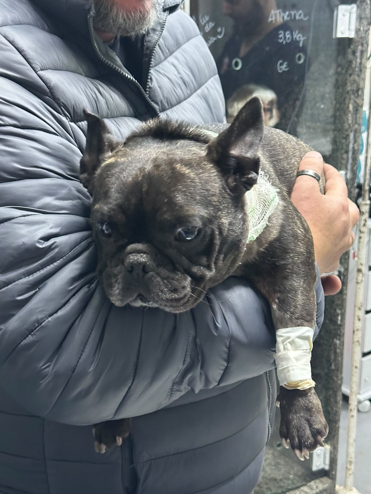 Pipoca recebendo carinho durante a recuperação